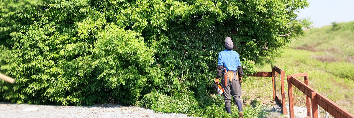 造園・植栽工事