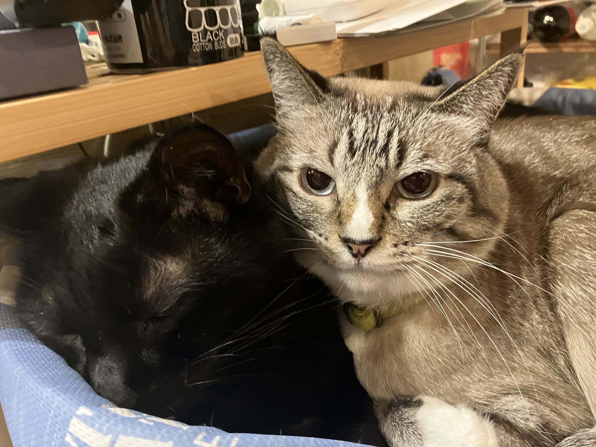 パンとクロレラ